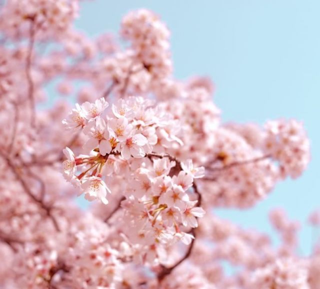 Japan cherry blossoms 🌸 

Have you been to Japan? Would you like to travel to Japan one day? 

#travelseri #travel #travelling #japan #asia #cherryblossoms  #cherryblossom #traveldestination #travelinspirations #travelindustry #travellers #travellist #fallseason